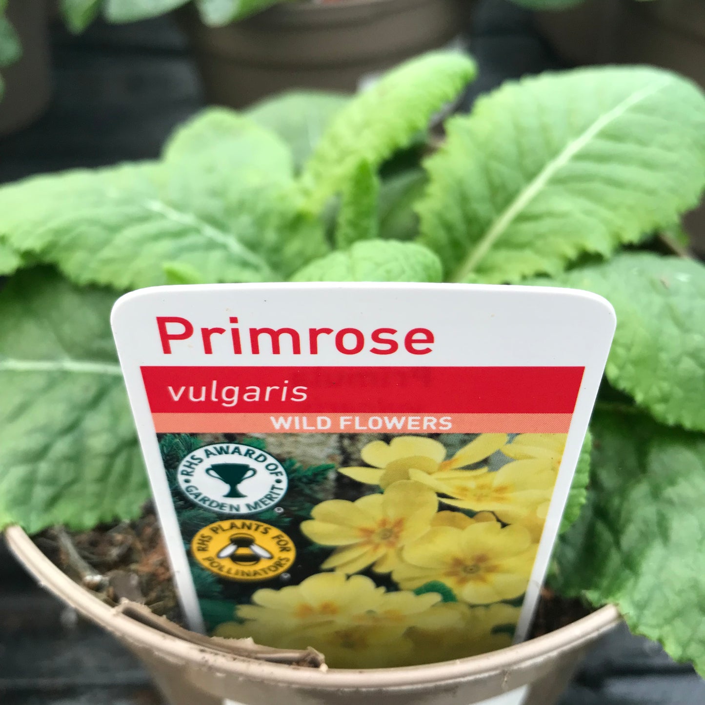 Primula vulgaris - primrose