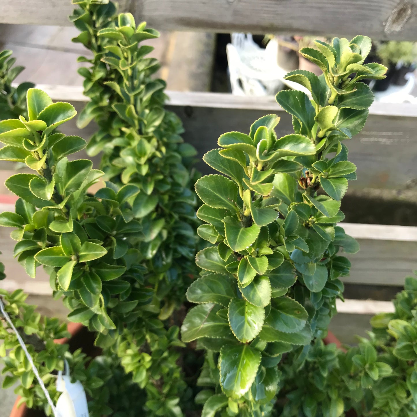 Euonymus japonicus 'Green Spire & White Spire’