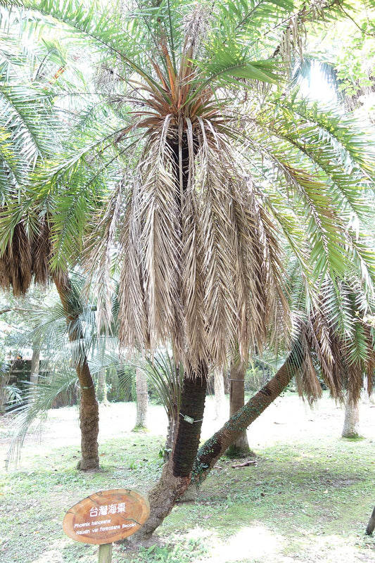 Phoenix loureiroi var. loureiroi – Philippine Date Palm  10 seeds