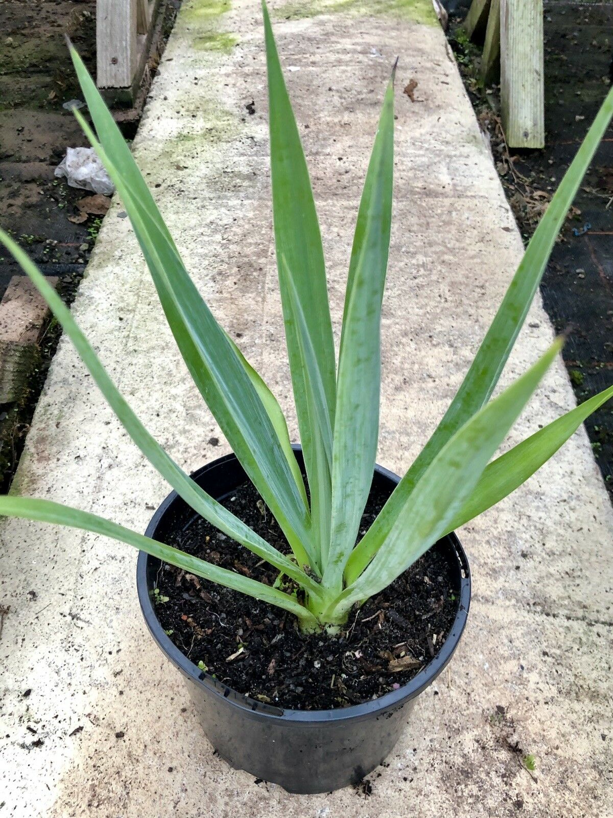 Furcraea Longaeva Succulent (like Agave Yucca)