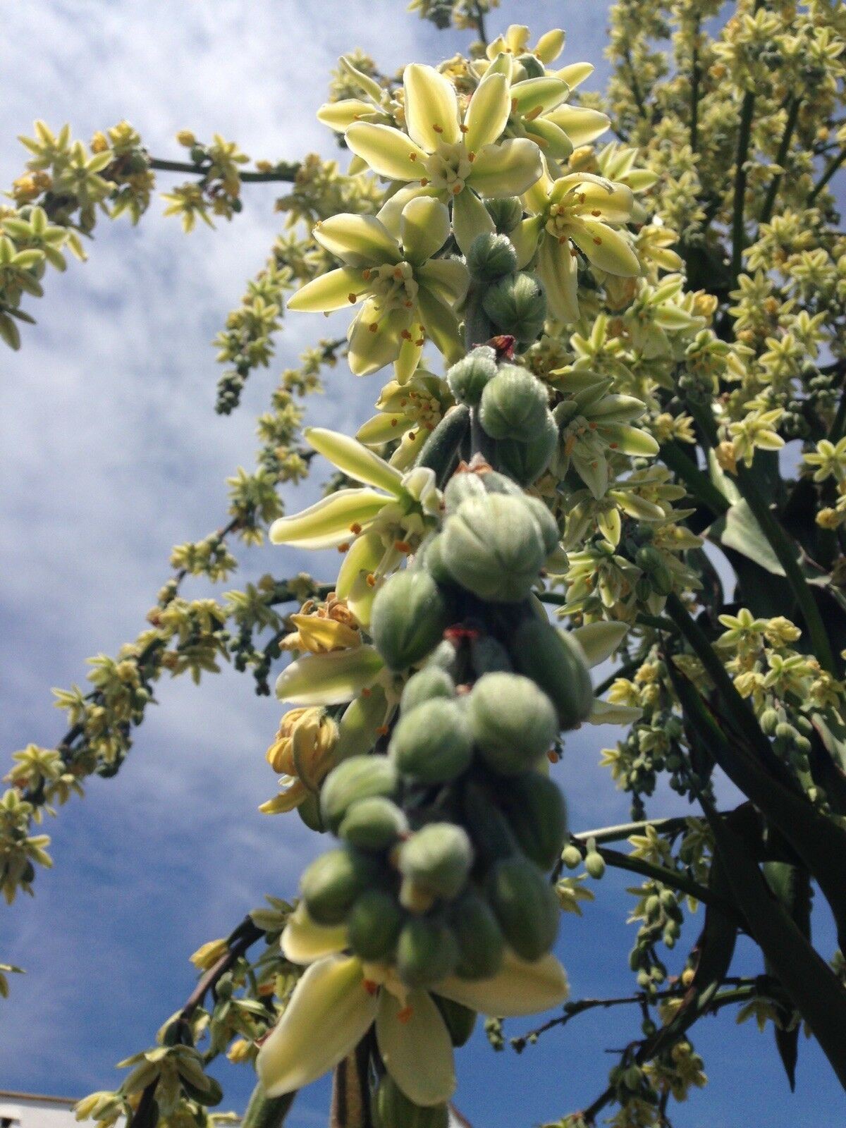 Furcraea Longaeva Succulent (like Agave Yucca)