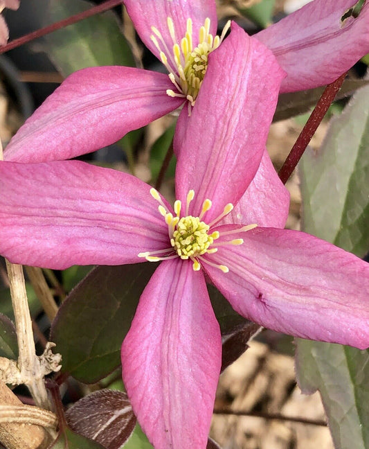 Clematis montana Warwickshire Rose