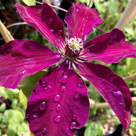 Clematis Westerplatte 3L Climber Plant