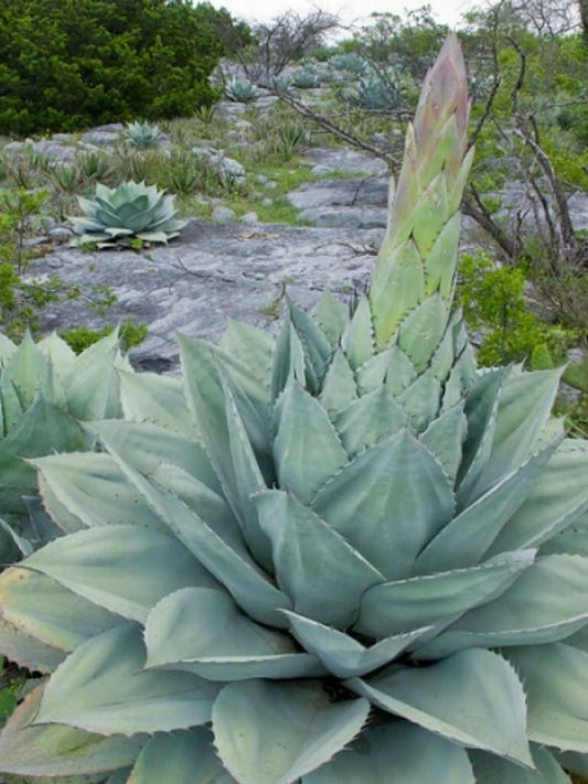 GIANT Whale's Tongue Century Plant - Agave ovatifolia - 10 Seeds - UK Hardy