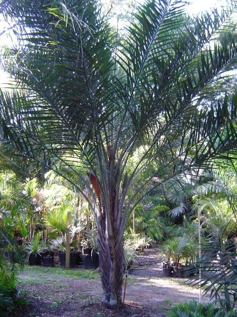Syagrus Coronata Palm Tree - 5 seeds