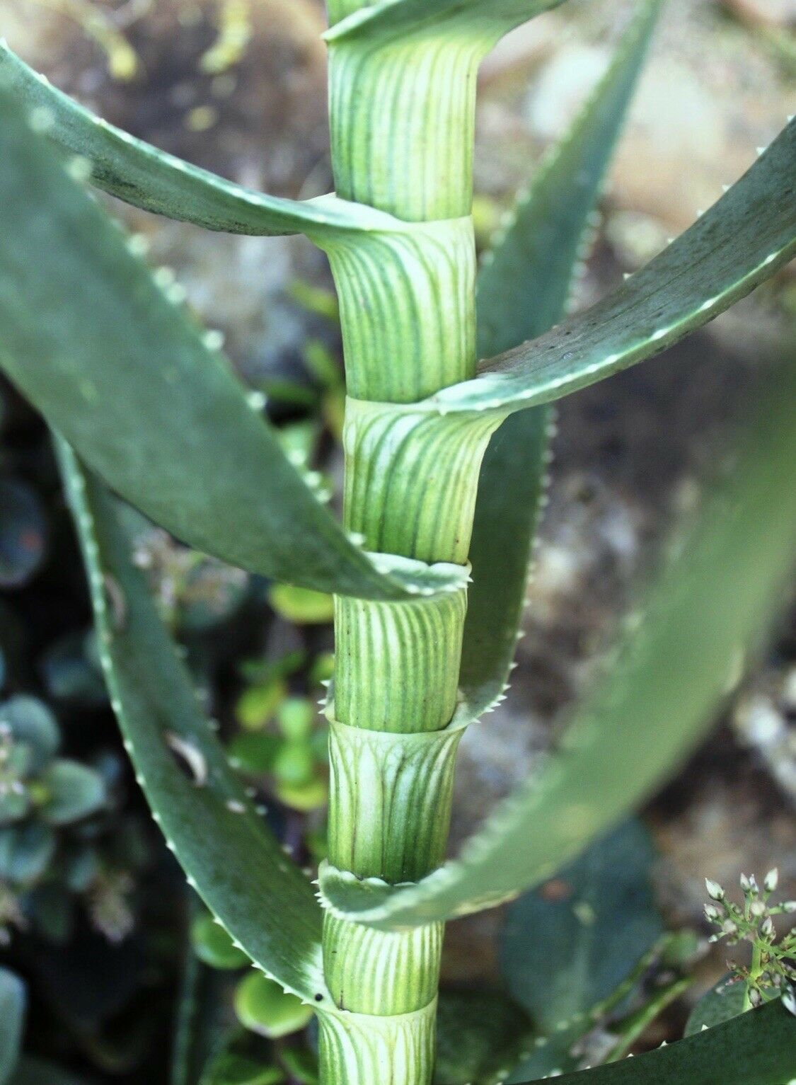 Aloe striatula (striped-stemmed aloe) Aloiampelos striatula