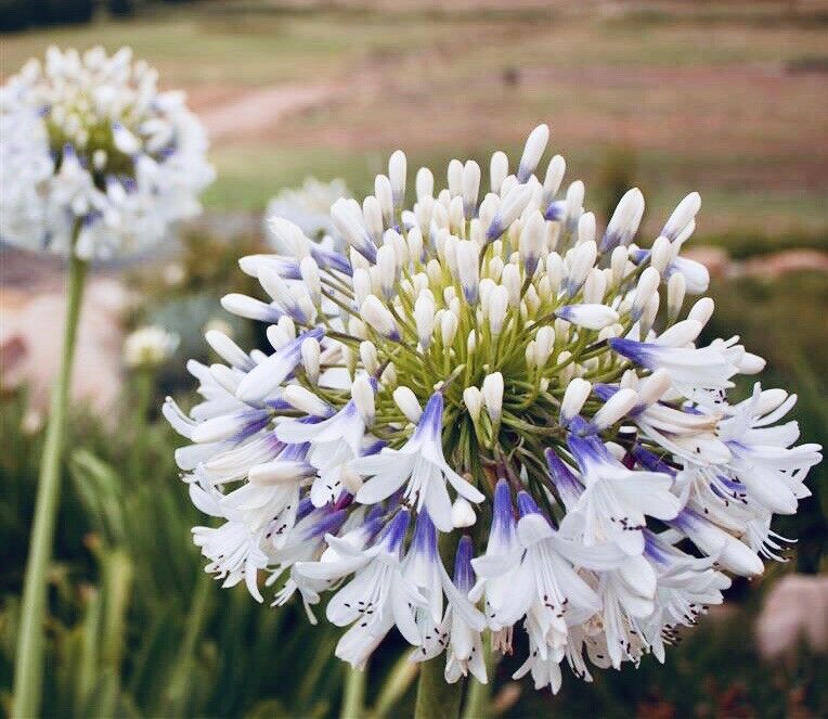 Agapanthus orientalis Queen Mum 2/3L