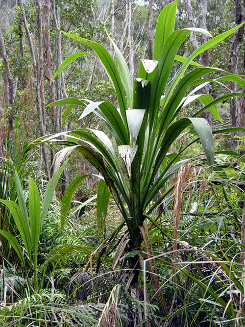 Cordyline banksii - Forest Cabbage Tree - New Zealand - Seeds Various Quantities