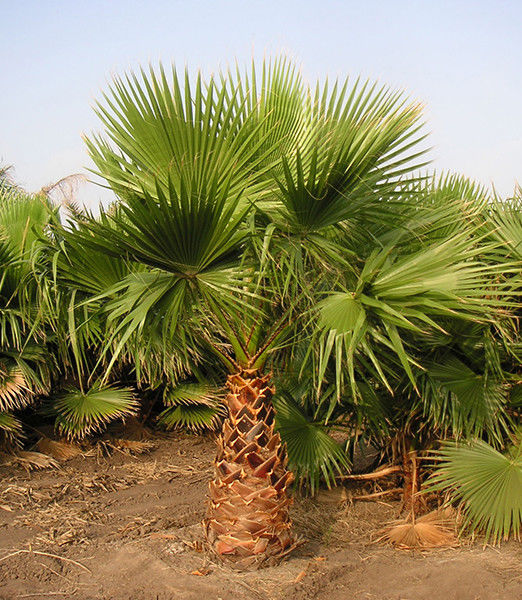 Washingtonia × filibusta (Washingtonia x Robusta) Mexican Fan Palm Seeds