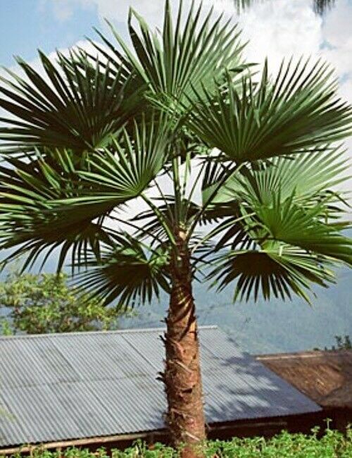 Trachycarpus latisectus Palm Tree Seeds - Various Quantities - RARE