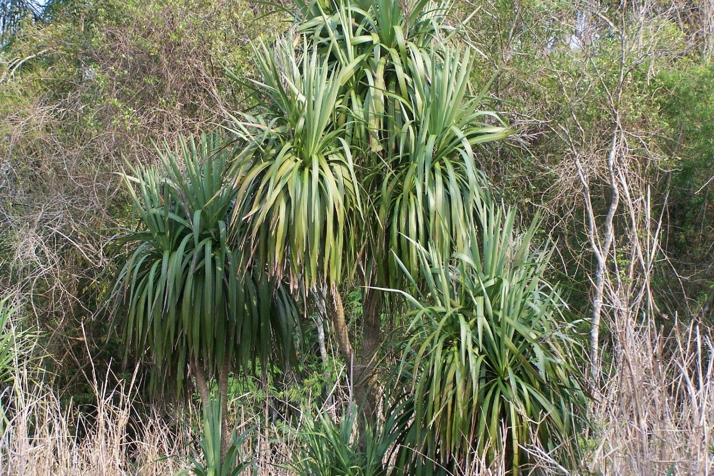 Cordyline sellowia - dracaenoi - Brazilian Palm Tree Seeds - Various Quantities