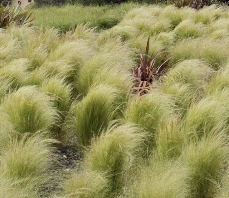 Stipa tenuissima - Pony Tails - Mexican Feather Grass 2 or 3L