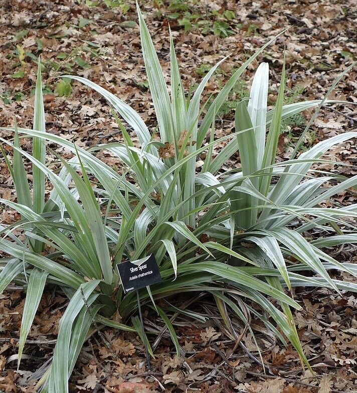 Astelia Chathamica Silver Spear - 10 Seeds - UK Hardy