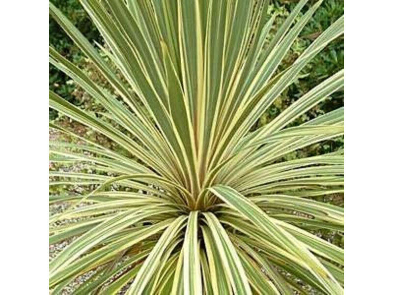 Cordyline Australis Torbay Dazzler Palm Tree Seeds - Various Quantities
