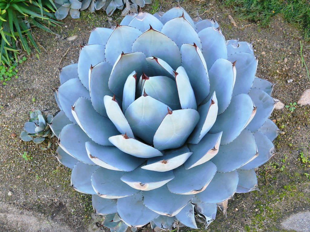 Agave Parryi - 10 Seeds - UK Hardy