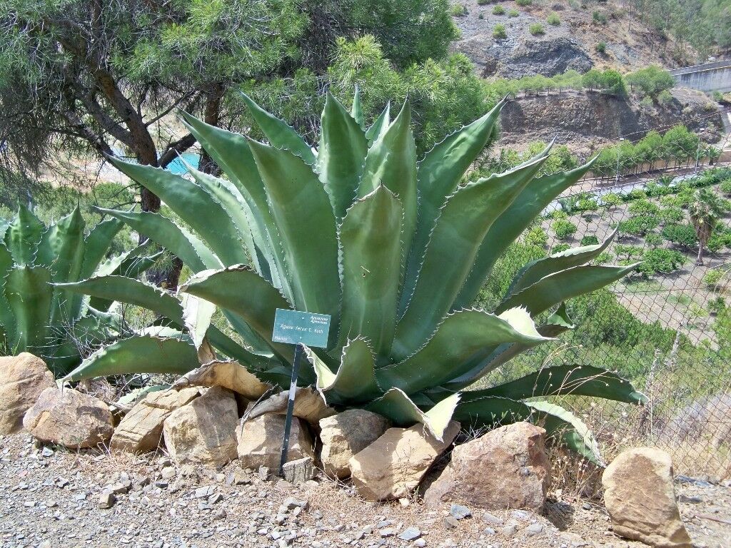 Agave Salmiana var. ferox - 25 Seeds - UK Hardy