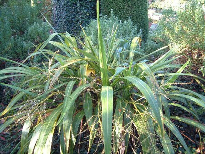 Cordyline banksii - Forest Cabbage Tree - New Zealand - Seeds Various Quantities