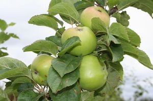 Apple 'Farmer's Glory' 7L Pot - Rootstock MM106