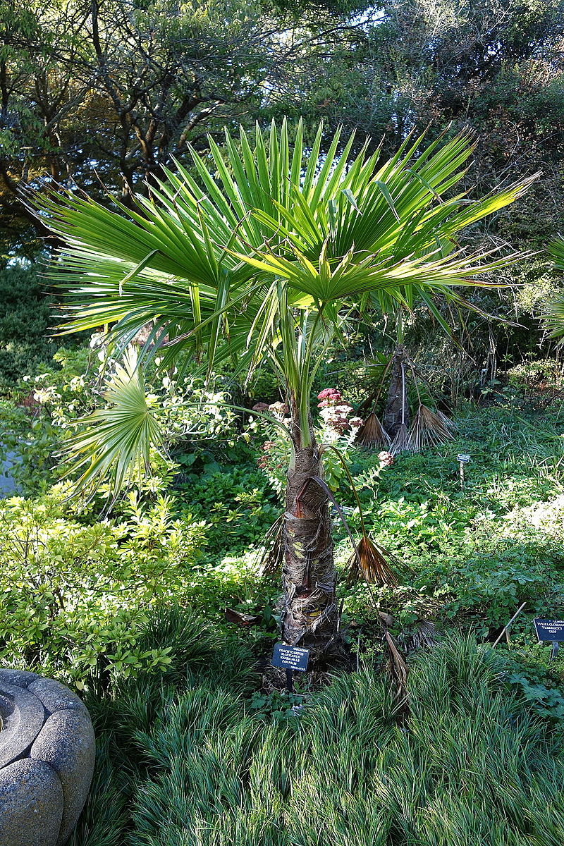 Trachycarpus Martianus (Nepal) Palm Tree Seeds - Various Quantities - RARE