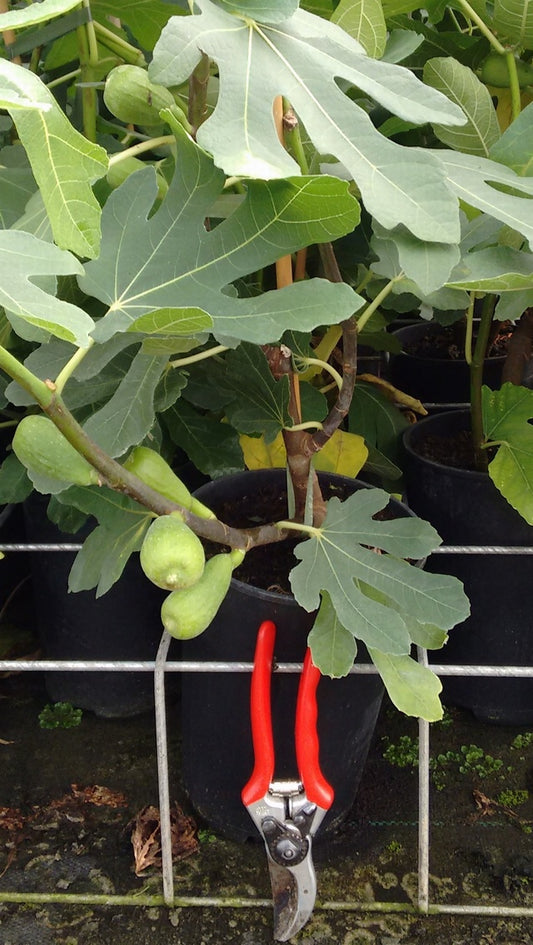 Ficus carcia Brown Turkey - Fig
