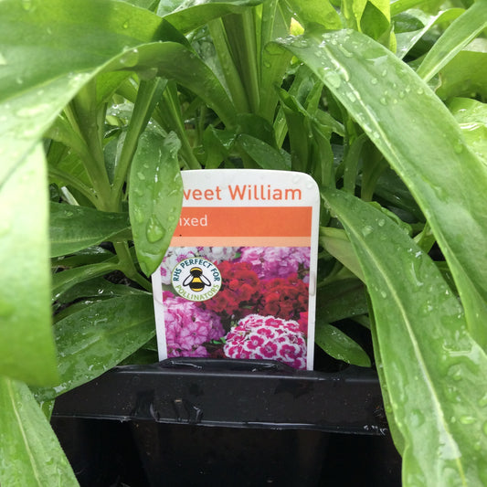 Sweet William Mixed 6 pack