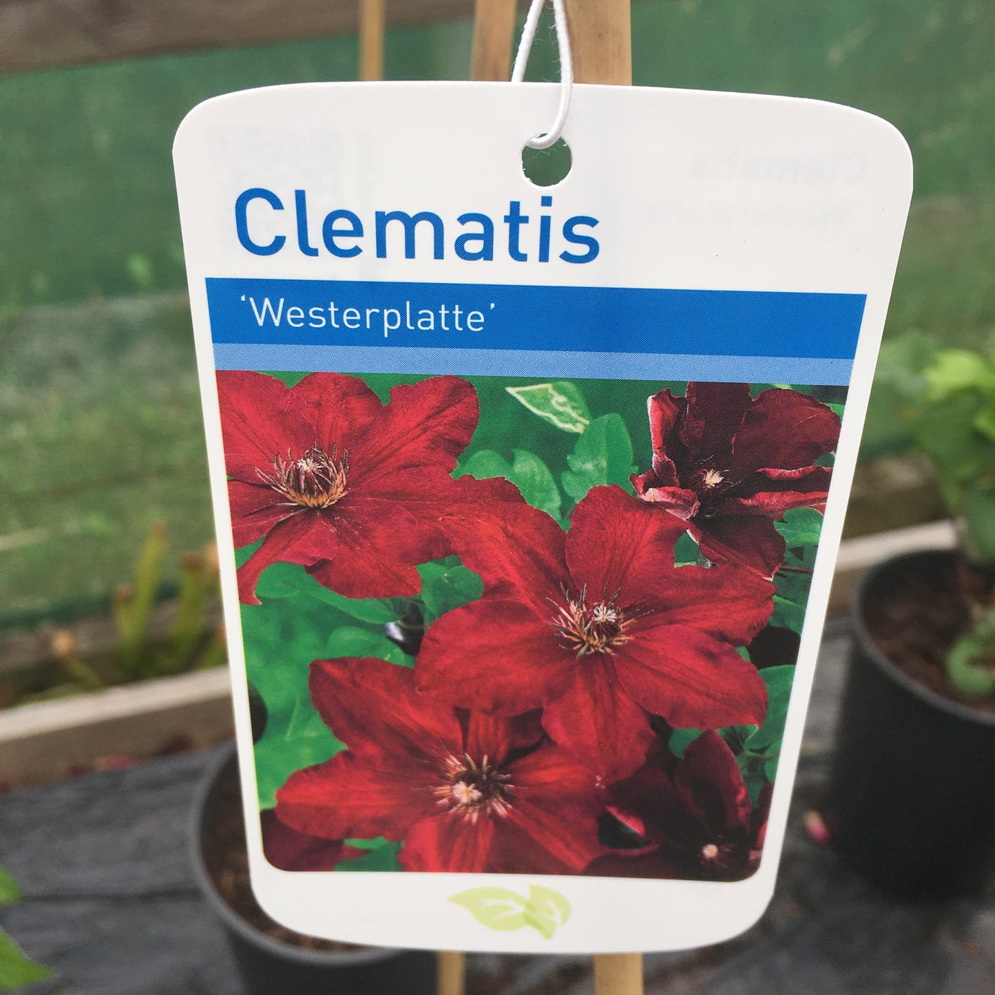 Clematis Westerplatte 3L Climber Plant