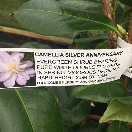 Camellia Silver Anniversary 7L