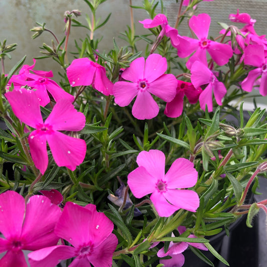 Phlox Subulata McDaniel Cushion - 1 litre pot