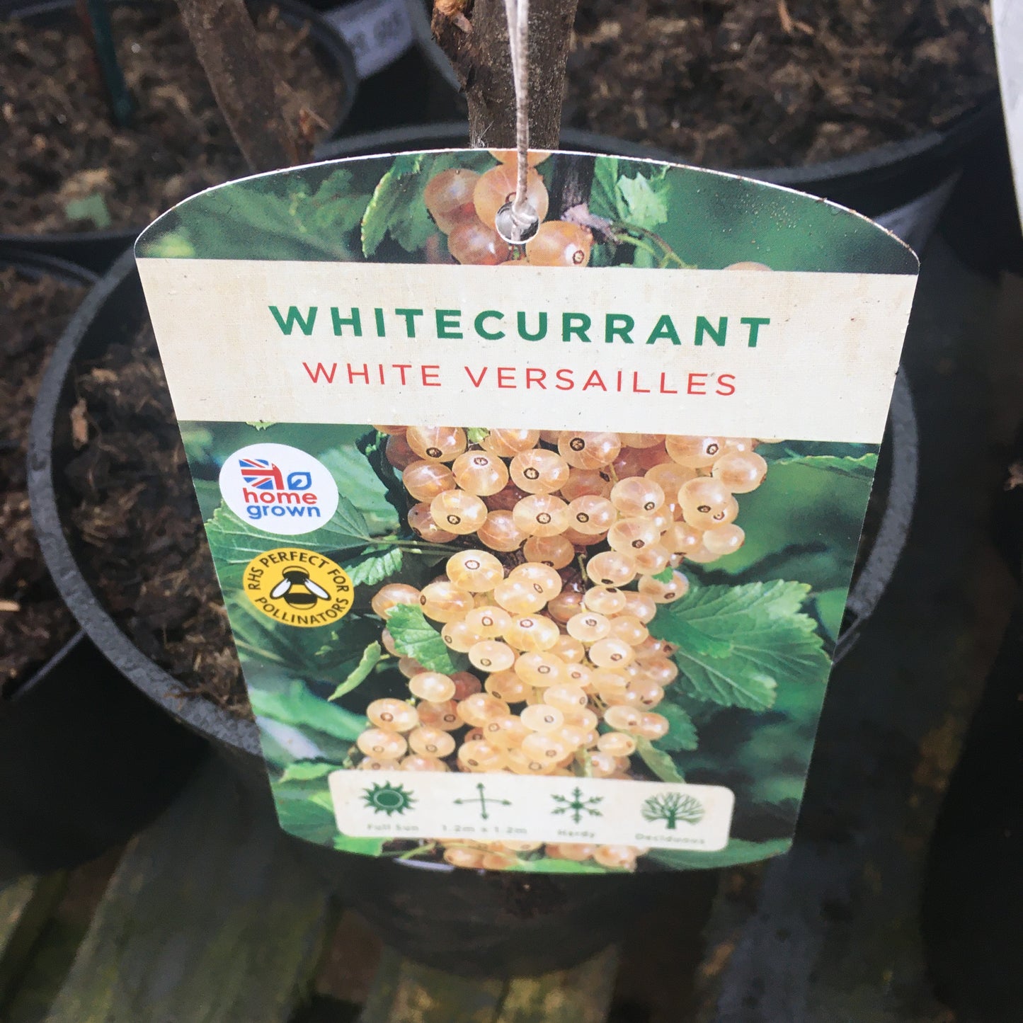 Whitecurrants 'White Versailles' 3L Pot