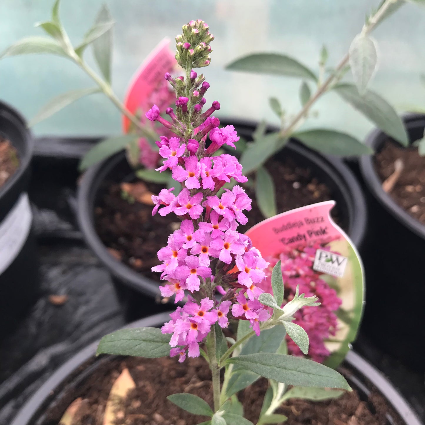 Buddleja Buzz 'Candy Pink' - Dwarf Buddleia