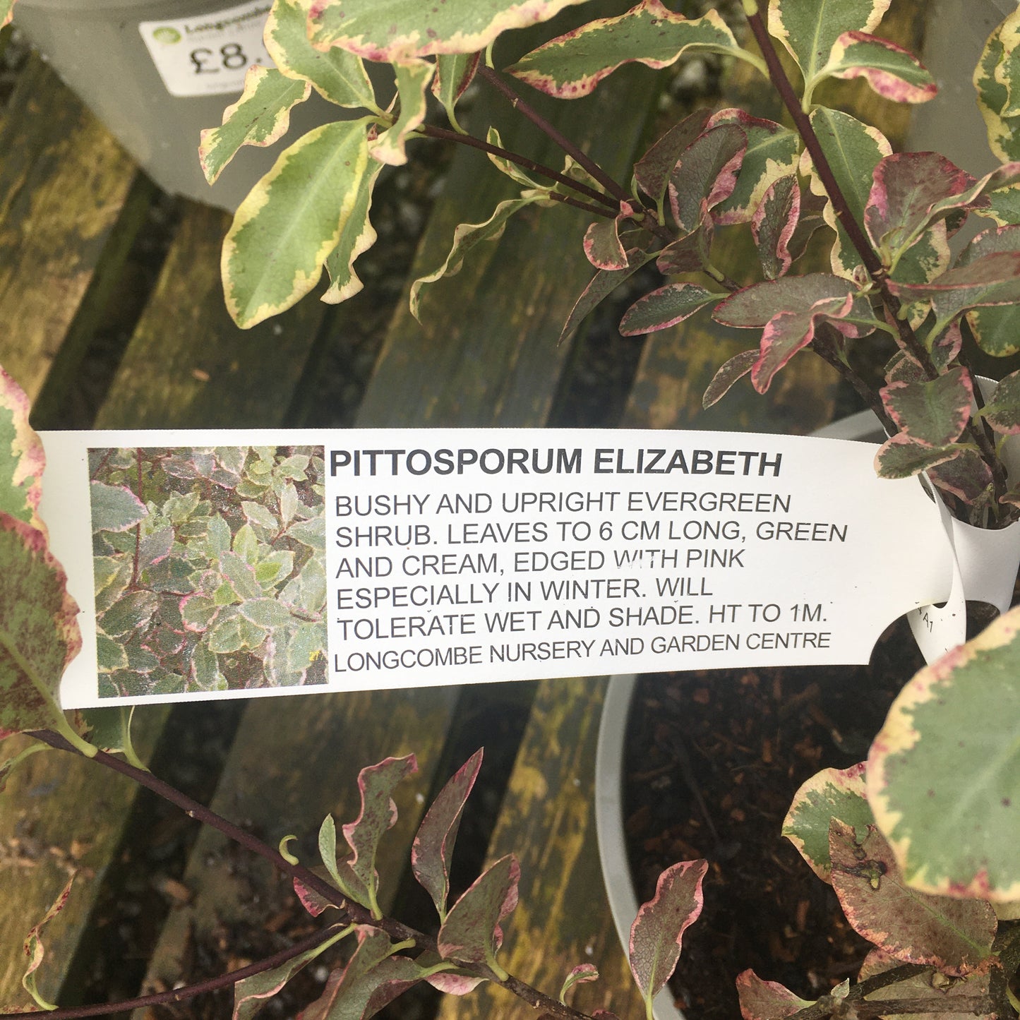 Pittosporum Elizabeth 3L