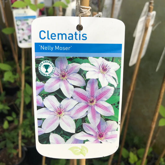 Clematis Nelly Moser Large 2L Climber Plant