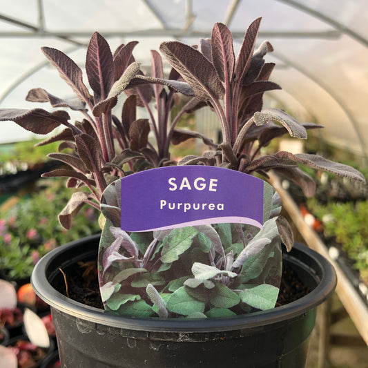 Sage Purple 1L