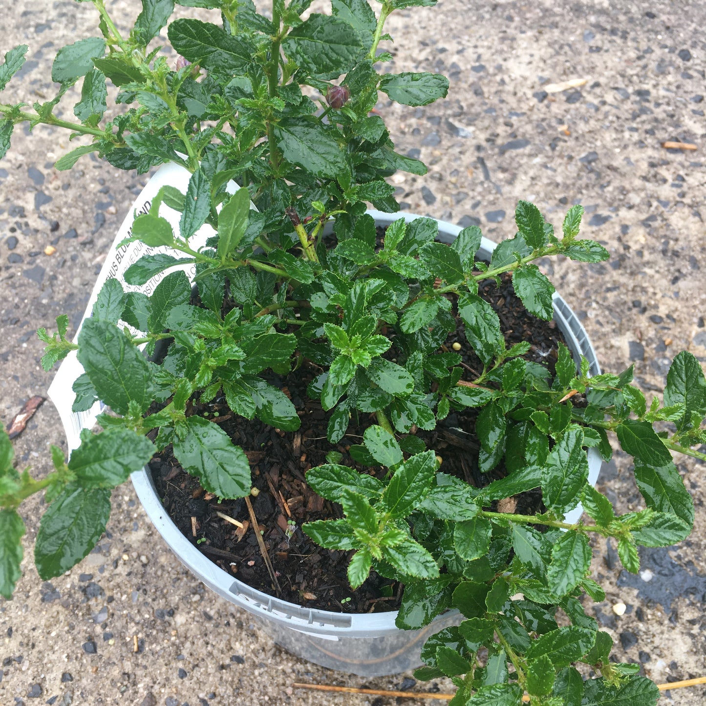 Ceanothus Blue Mound 3L