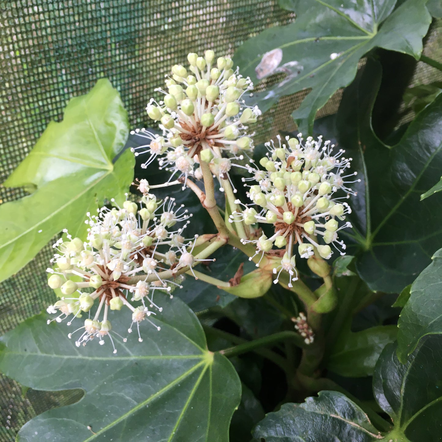 Fatsia Japonica 1.5L