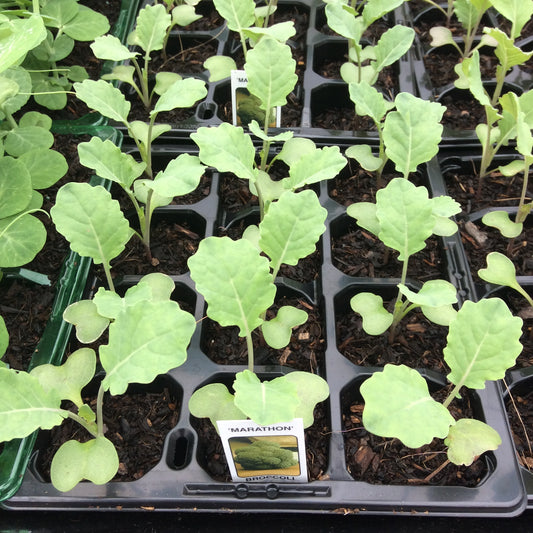 Broccoli Marathon F1 - Calabrese