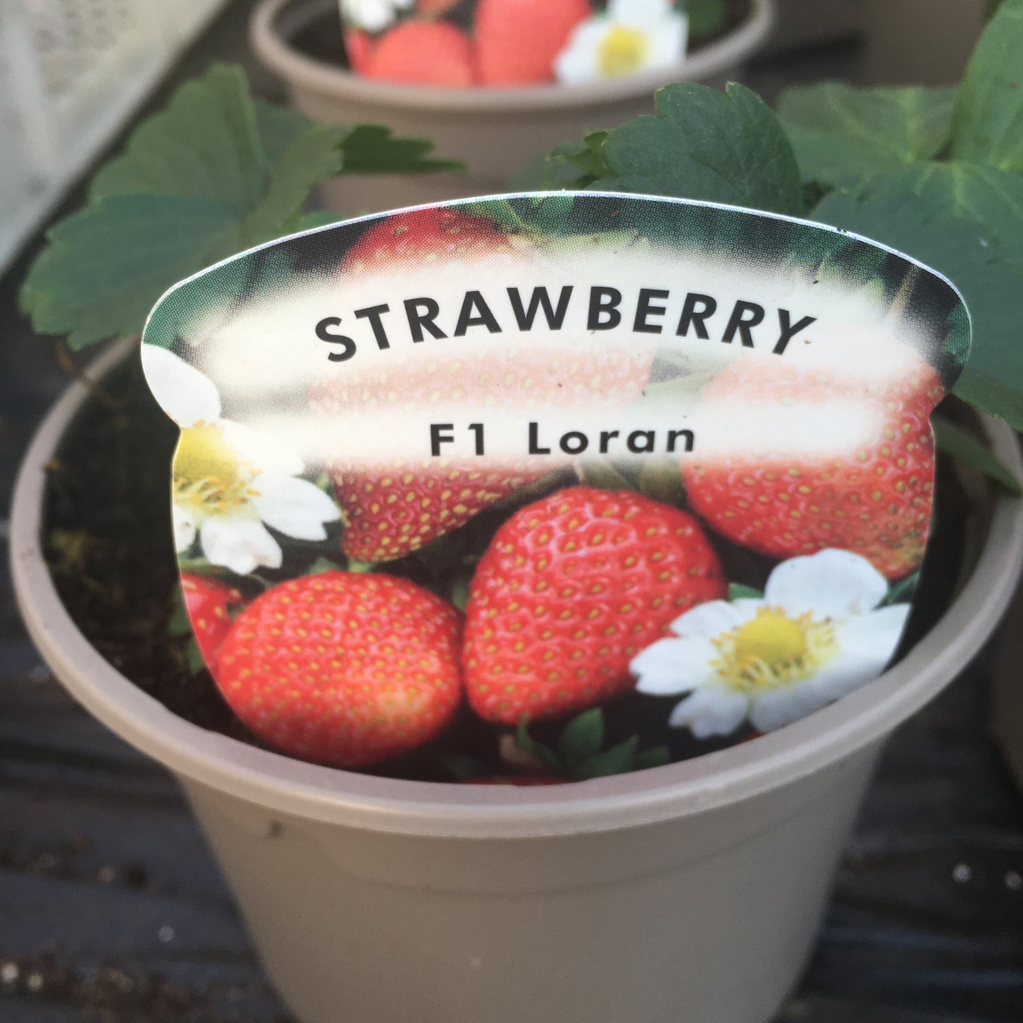 Strawberry Plants 10.5cm