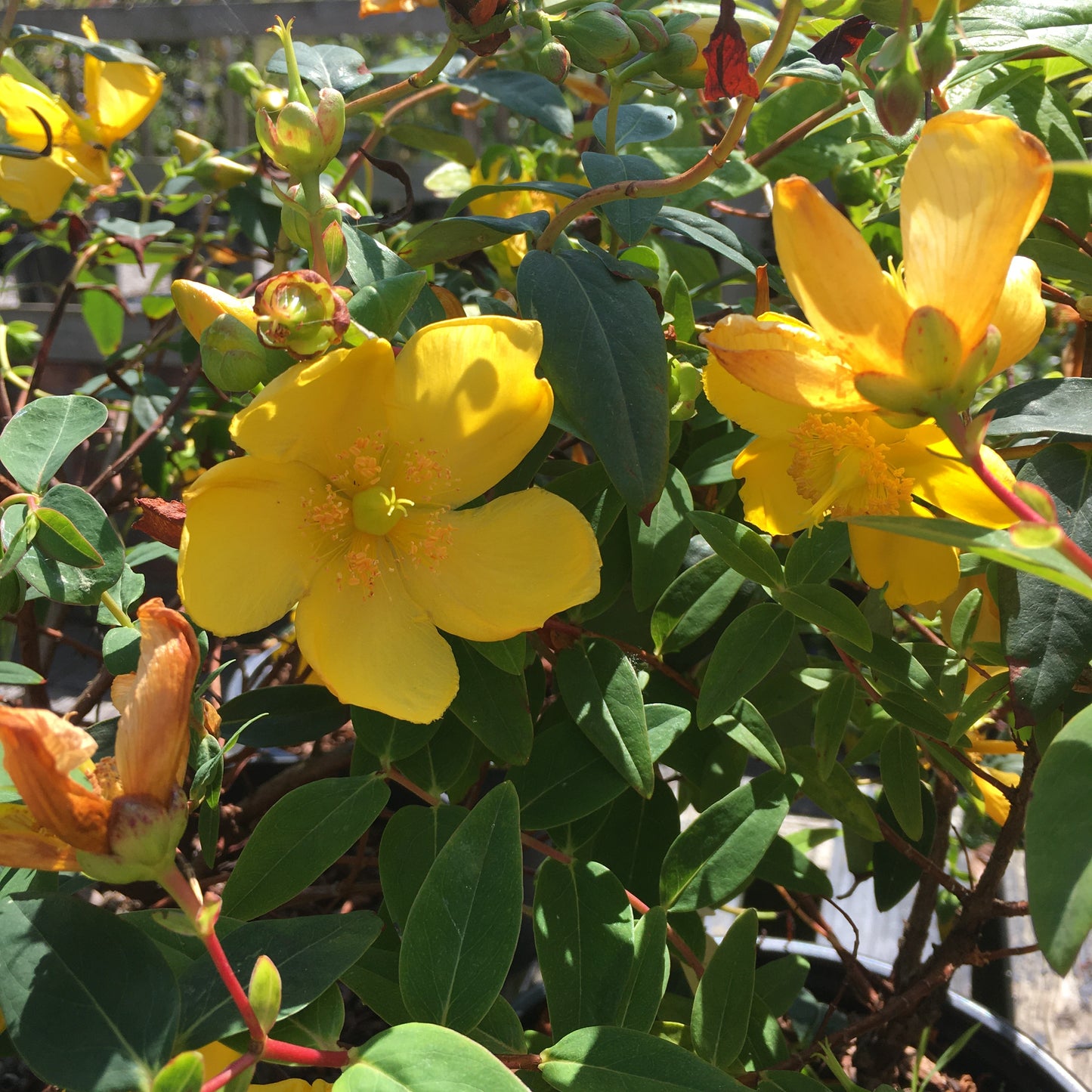 Hypericum Hidcote 3L