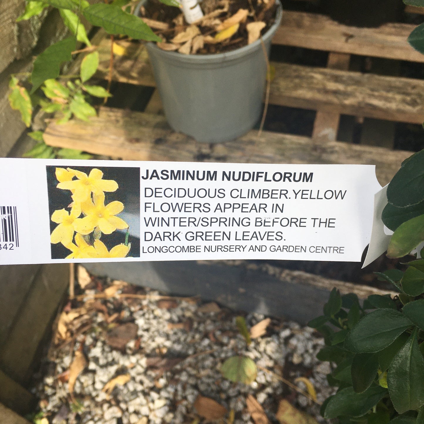 Jasminum Nudiflorum 3L - Jasmin