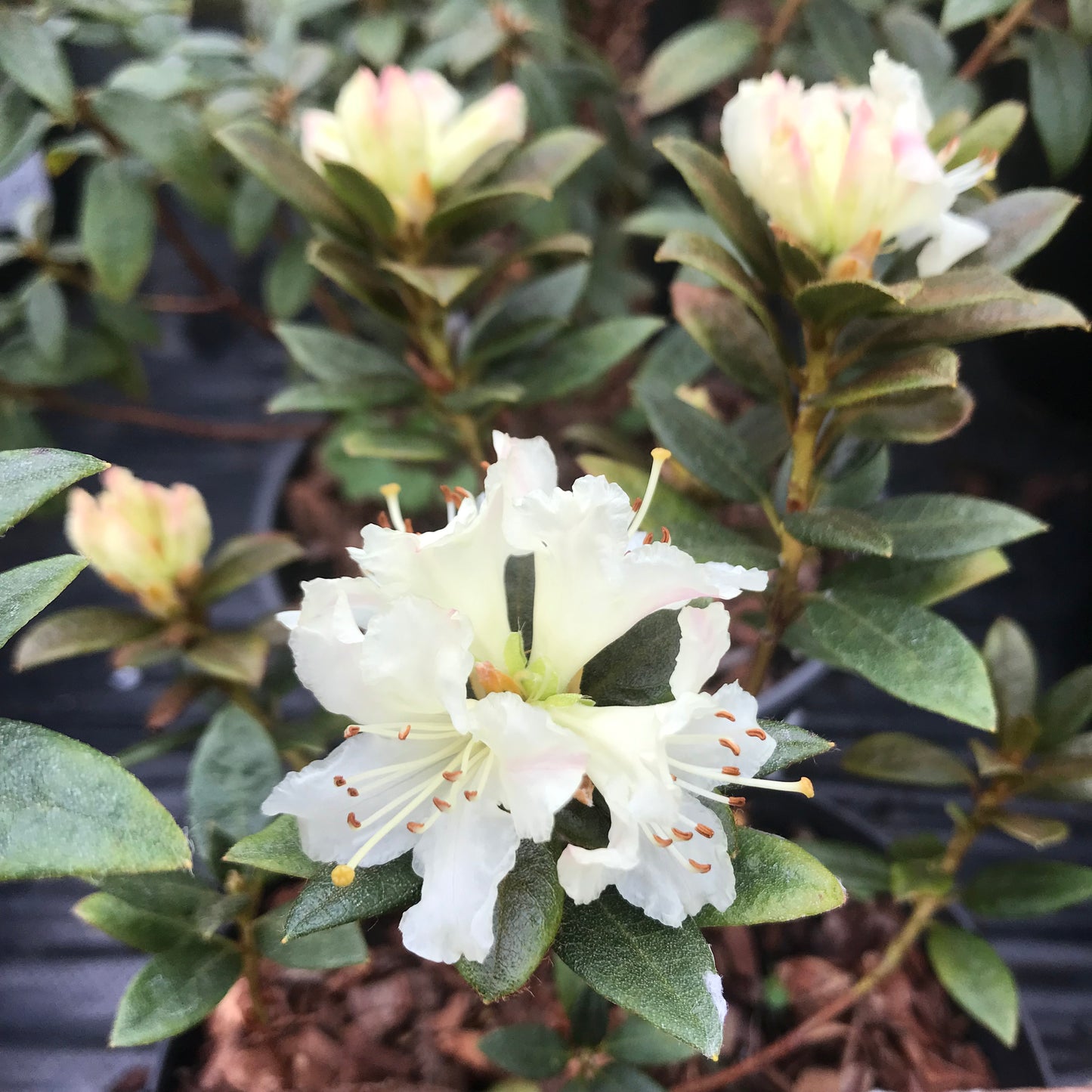 Rhododendron 'Princess Anne' 3L