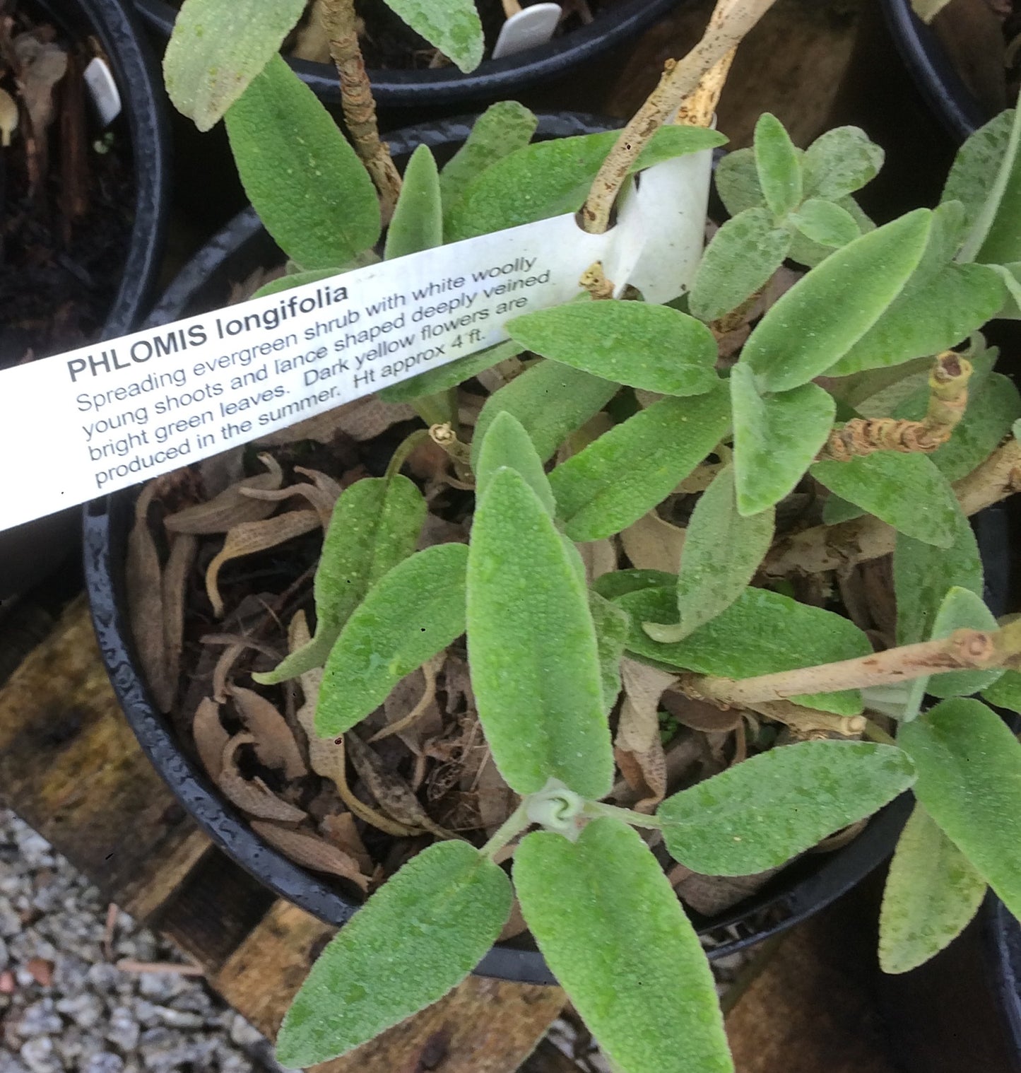 Phlomis longifolia