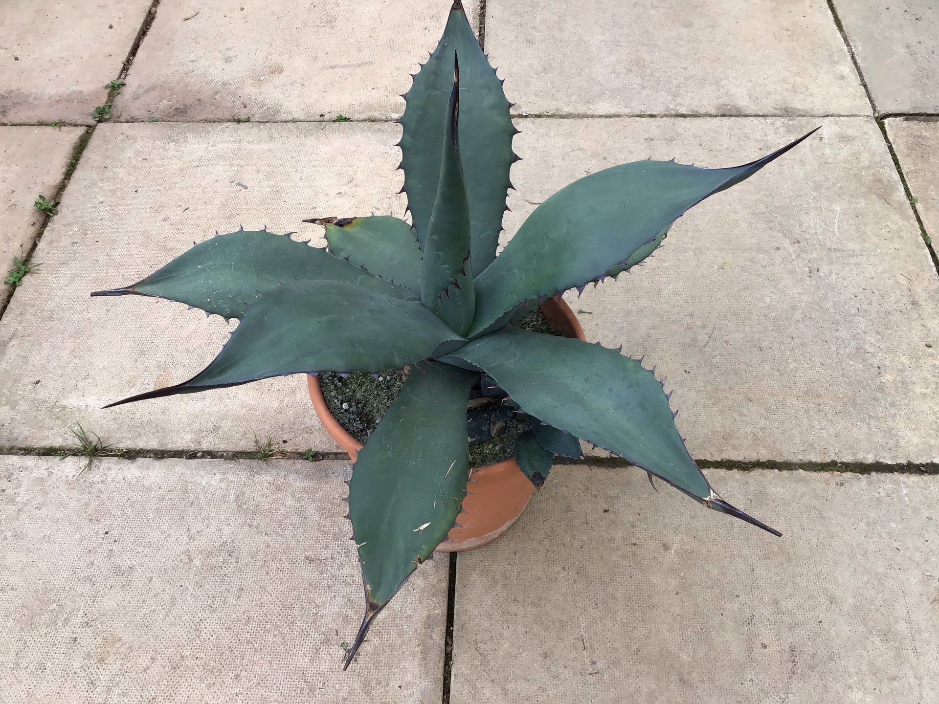 Agave salmiana var. ferox