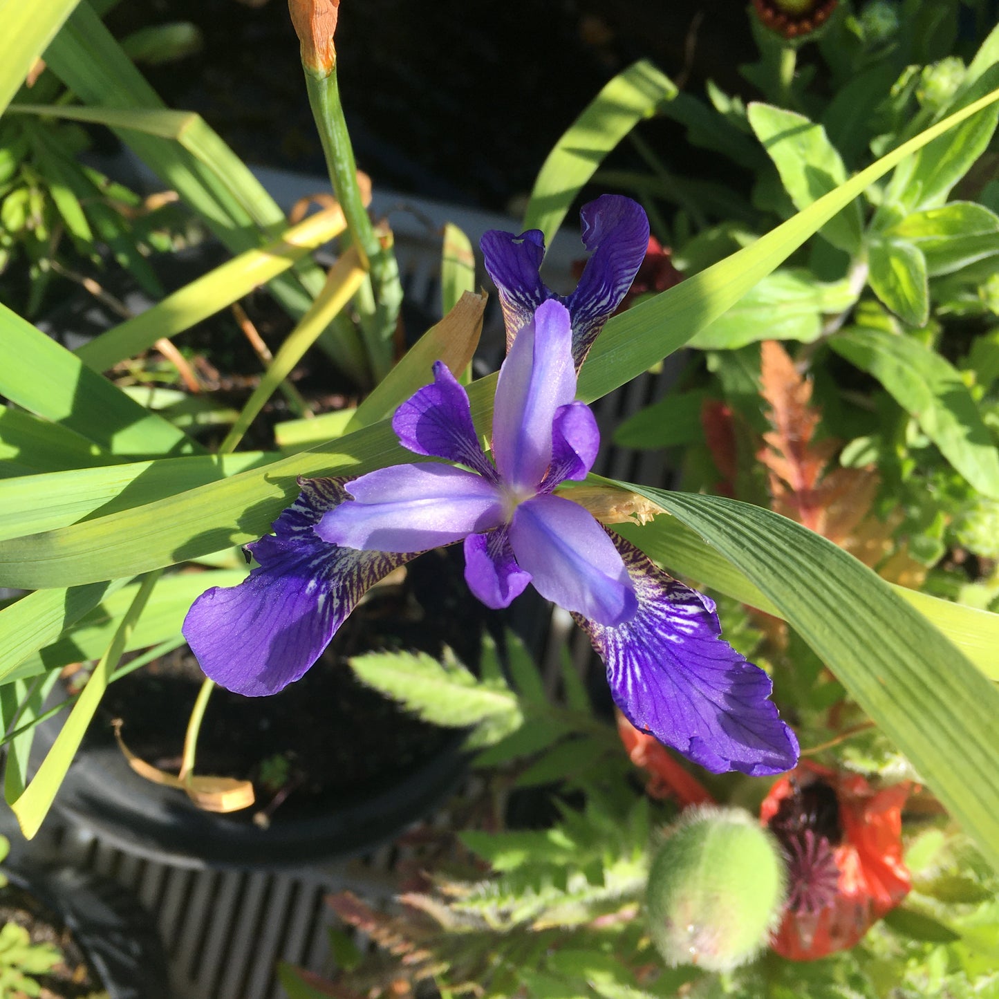 Iris - Blue/Purple