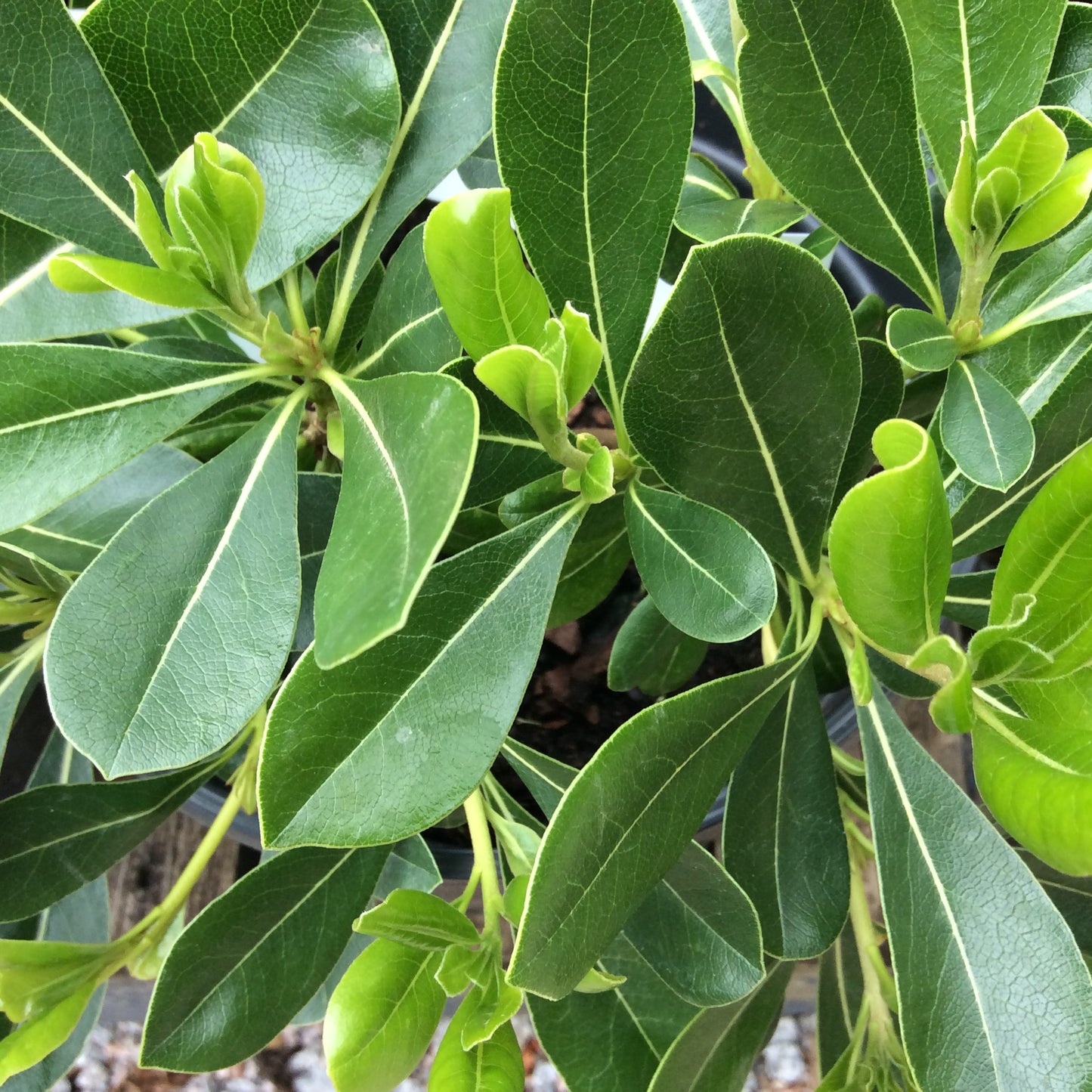 Pittosporum tobira nanum