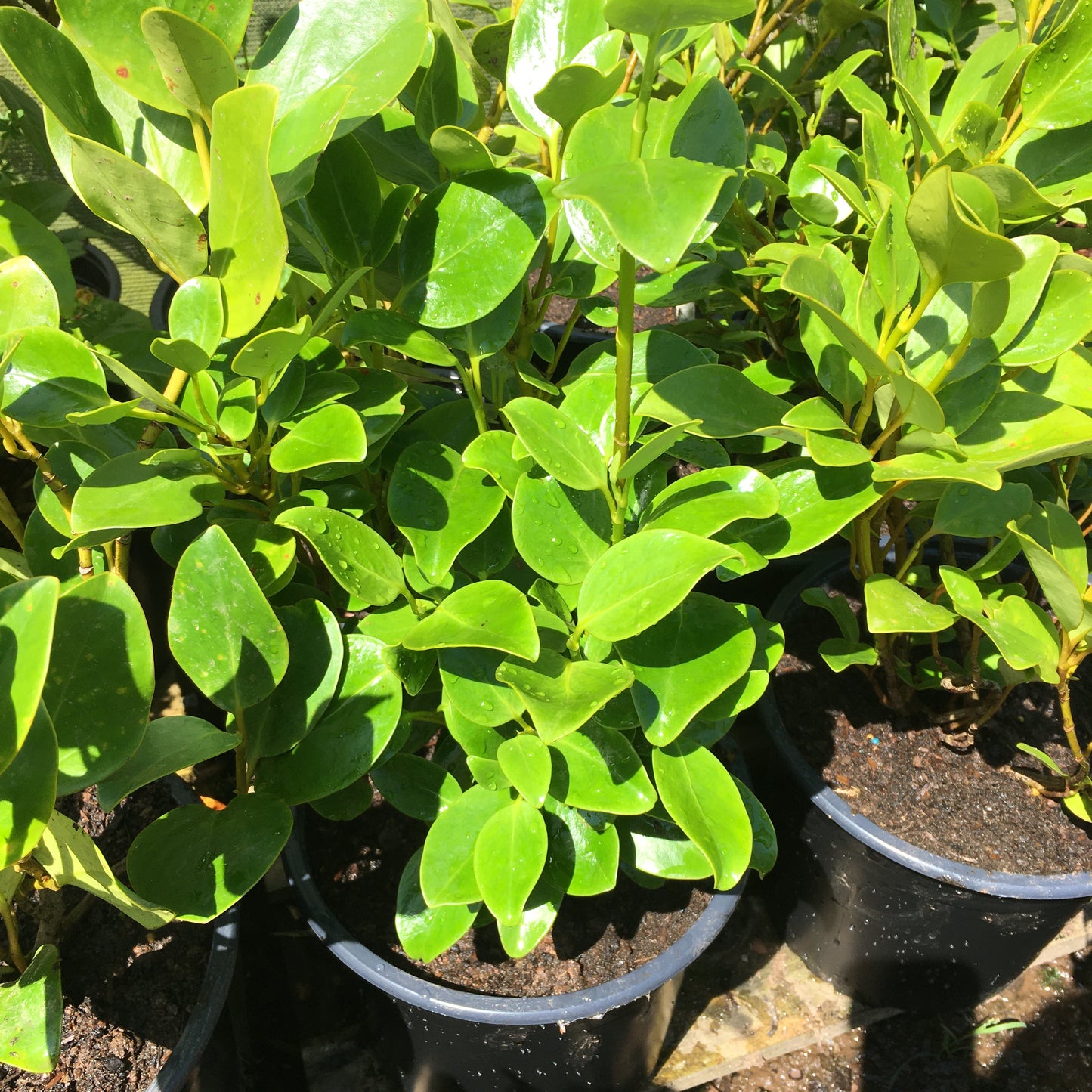 Griselinia littoralis