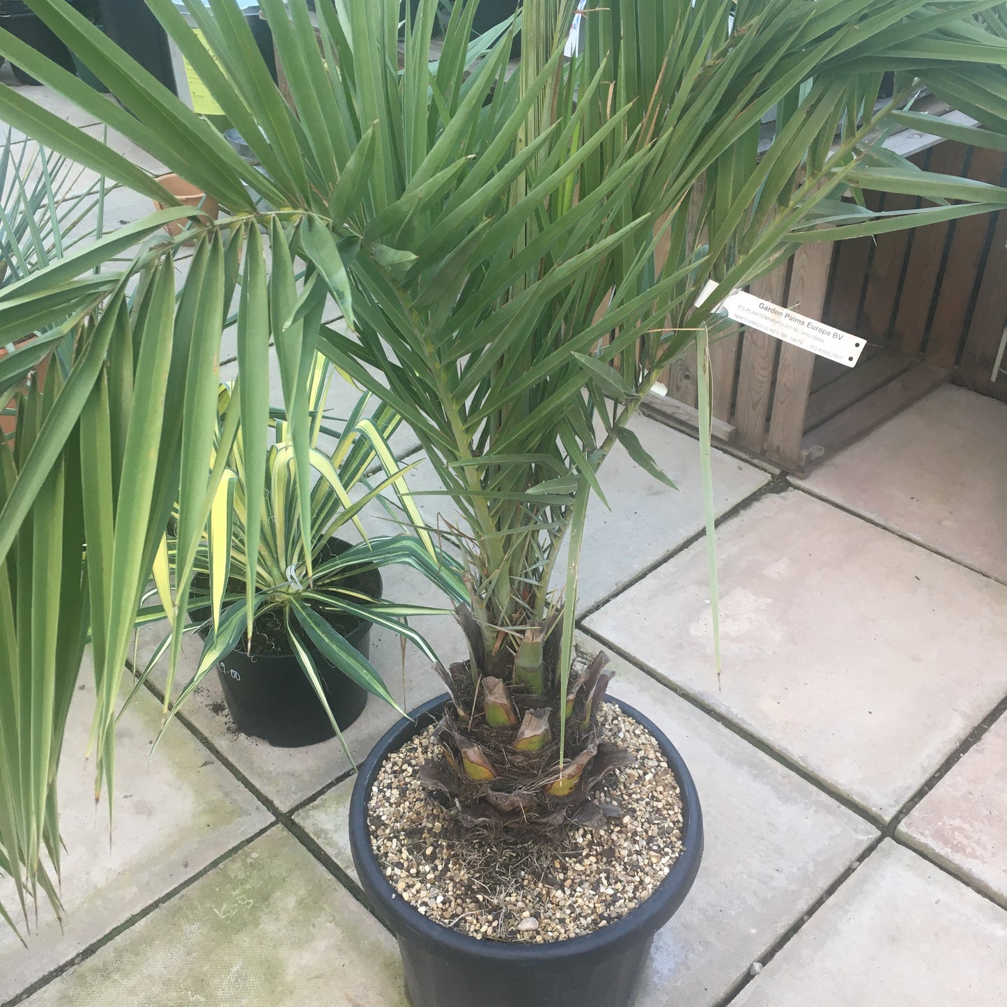 Phoenix canariensis - Canary Island date palm