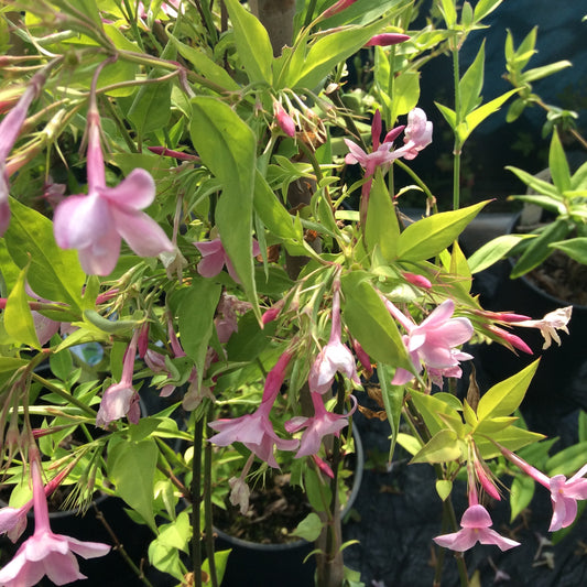 Jasminum Stephanense (pink flower) 3L