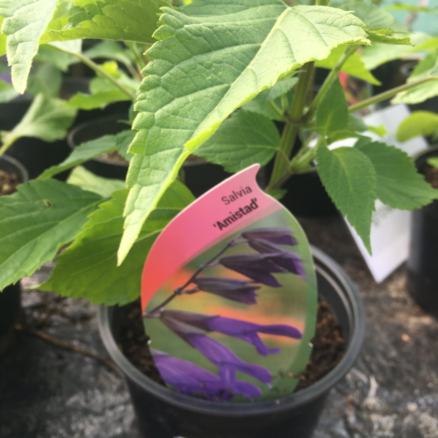 Salvia 'Amistad' 2L