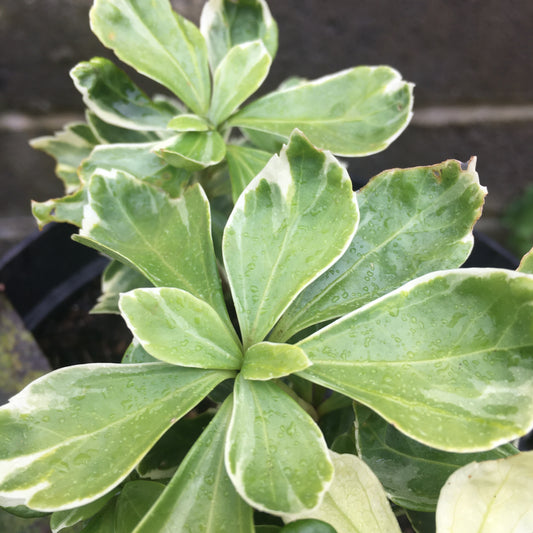 Pachysandra terminalis green carpet 1L