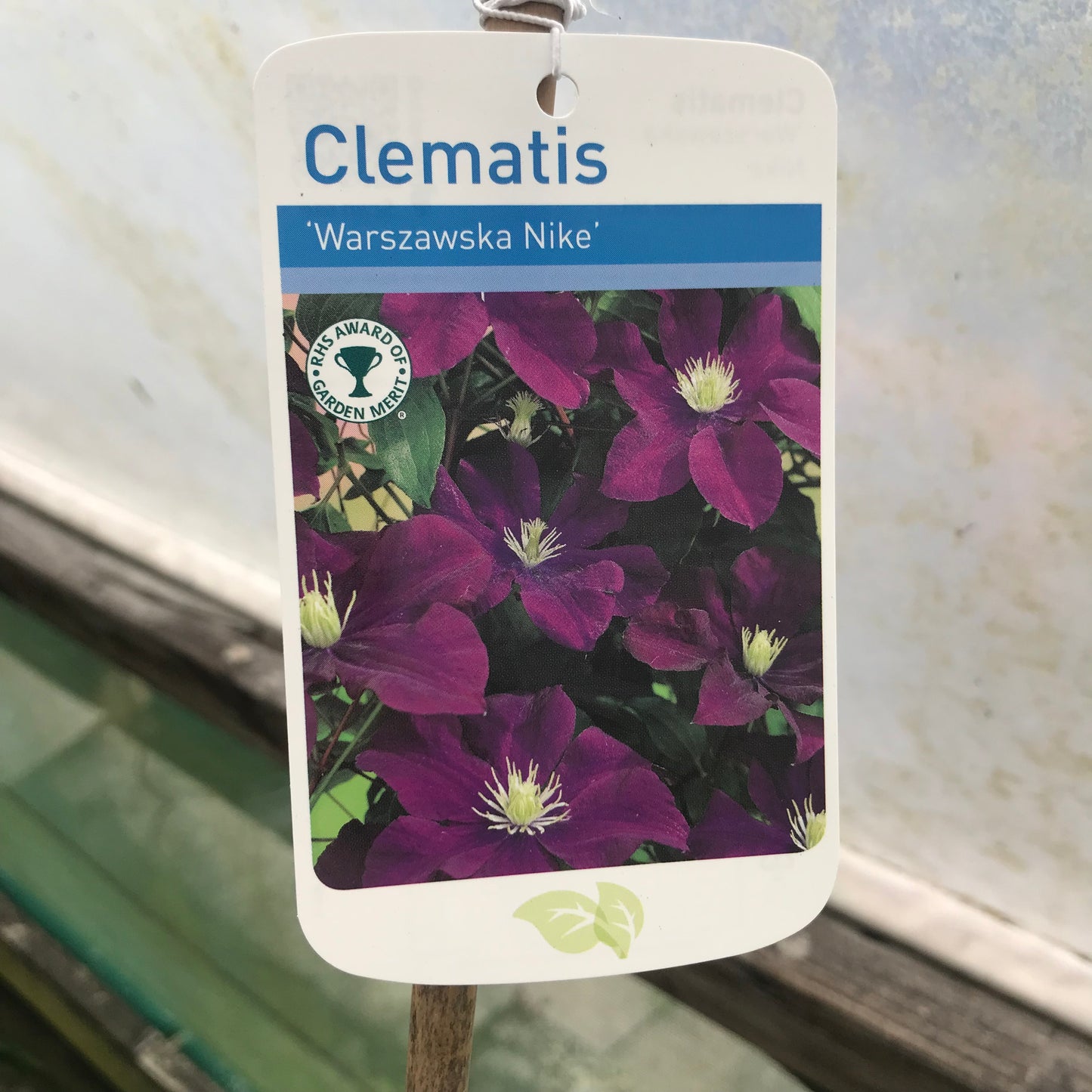 Clematis Warsaw Nike / Warszawska Nike Large 2L Climber Plant